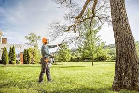 Best Fruit Tree Pruning  in Queens, NY